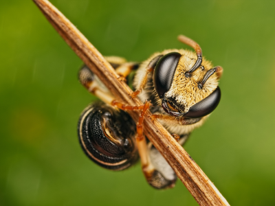травинка, пчела