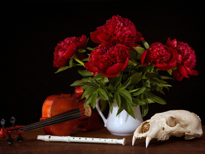 Фон черный, цветы, пионы, скрипка, арт.