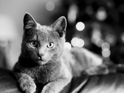 лежит, cat, bartholomew photography, кот, чёрно-белое, взгляд, кошка