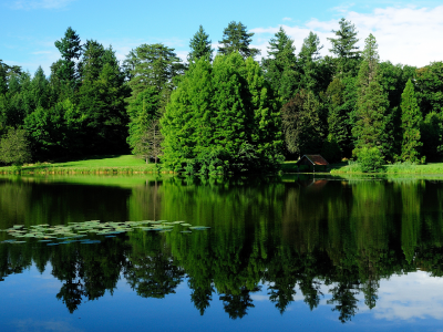 природа, деревья, зелень, озеро, вода, отражение