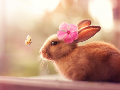 кролик, уши, шерсть, цветок, бабочка