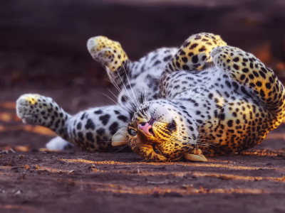 леопард, спит