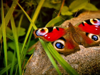 бабочка, природа, трава
