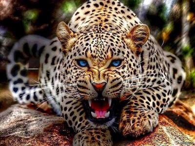 леопард, оскал