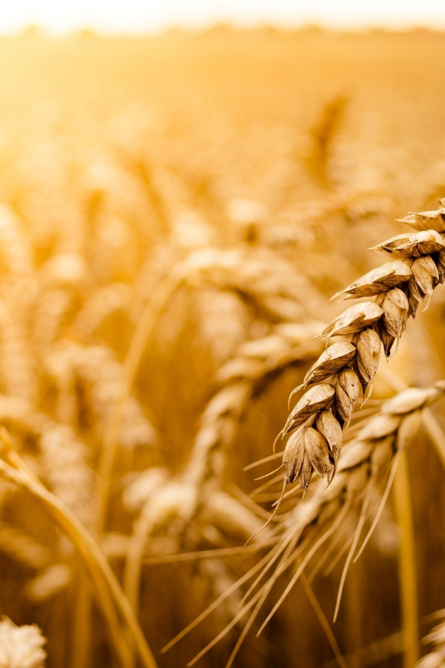 macro, пшеница, солнце, обои, макро, рожь, фон, поле, field