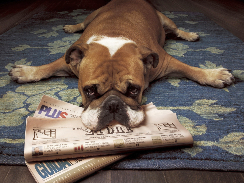 пес, подстилка, газеты, опять ничего интересного...