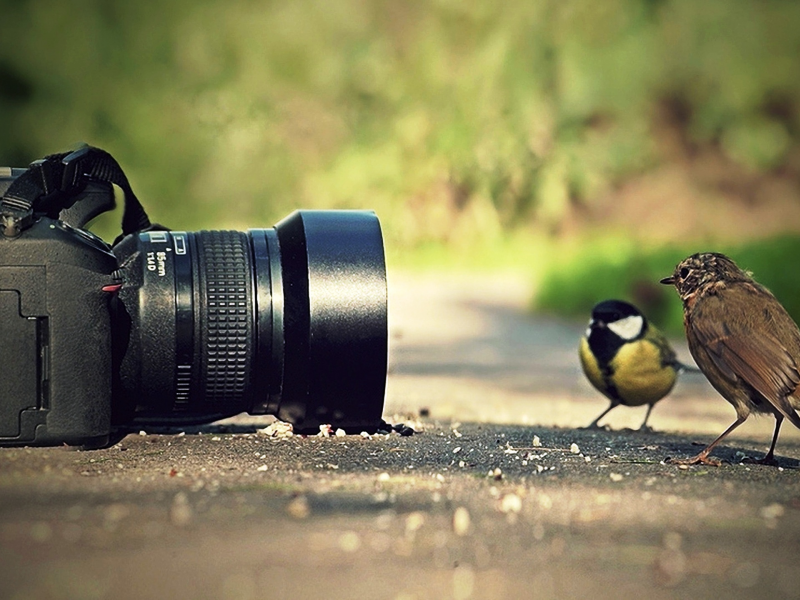 фотокамера, птички, любопытство