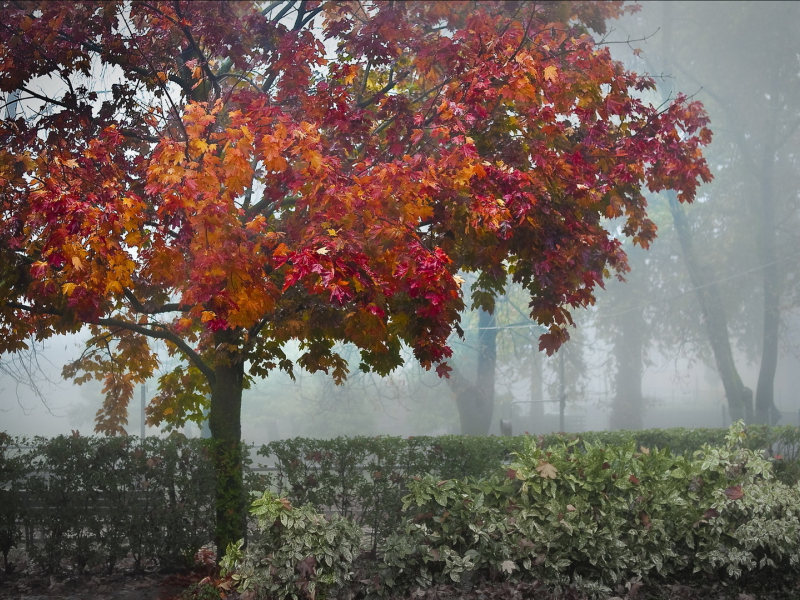 парк, туман, деревья, осень, кустарник