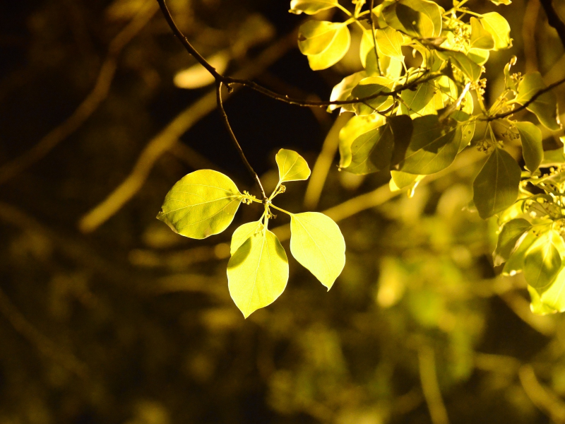 желтый, листья, листик, дерево, макро, листочек