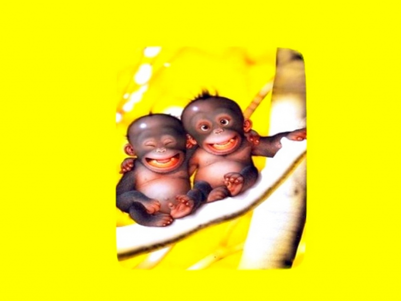 обезьянки, жёлтый