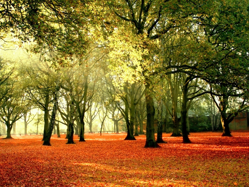 пейзаж, небо, осень, листья, природа, желтые, деревья