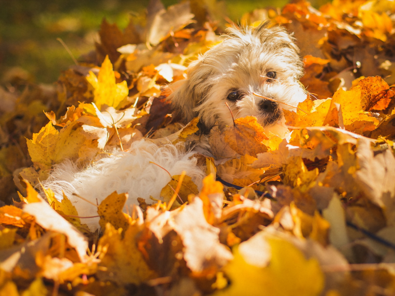 собака, осень, листья