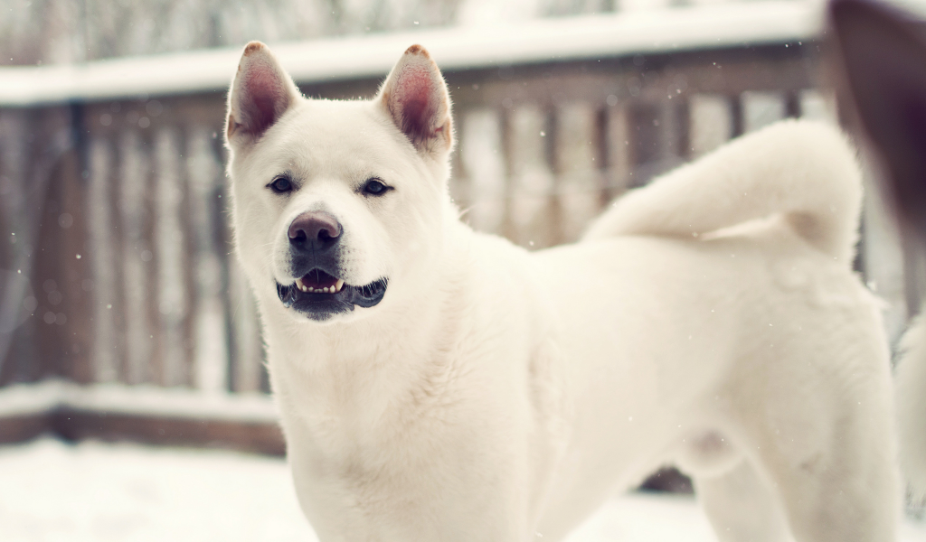 лайка, dog, собака, зима