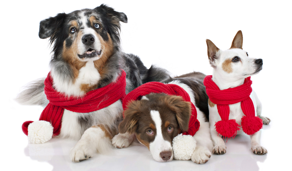 new year, christmas, dogs, новый год, рождество, праздник