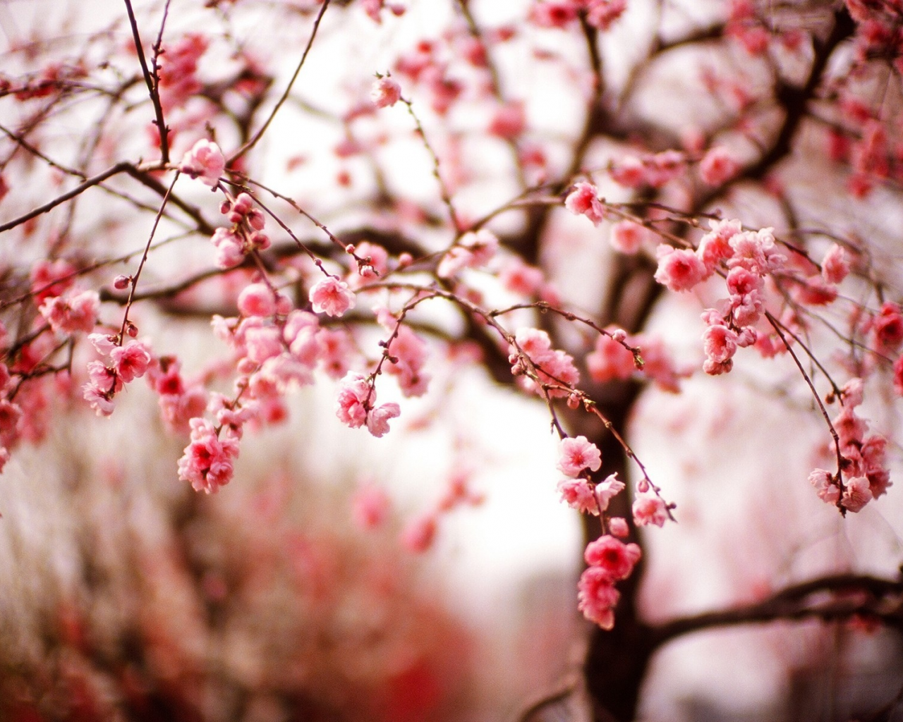 весна, цветы, сакура, ветки