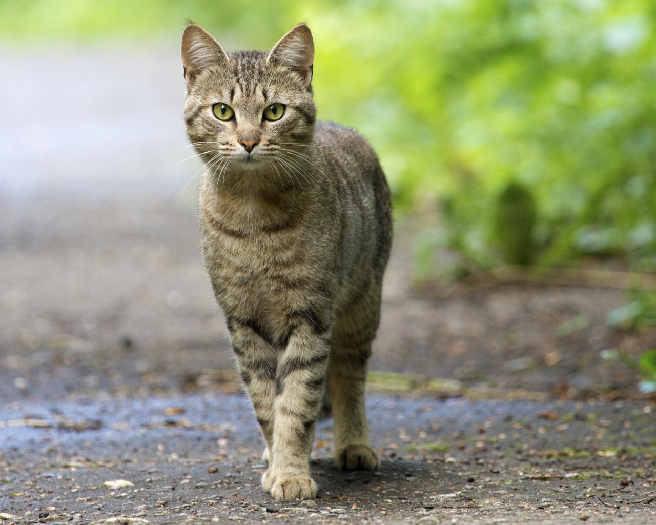 глаза, кот, смотрит, усатый, зелёные, уставился