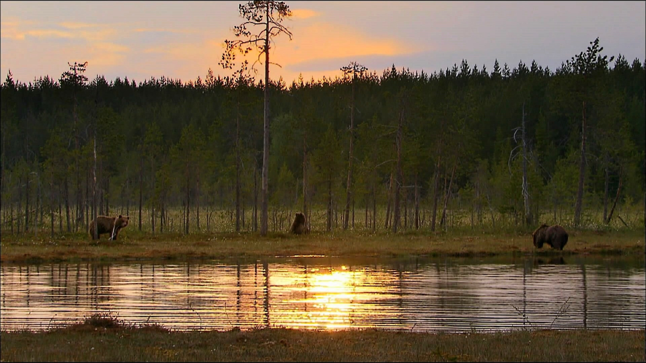 животные, медведи, лес