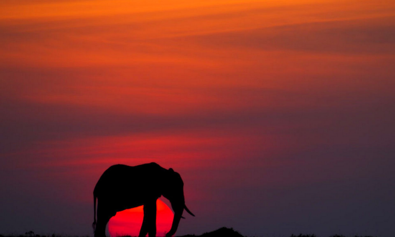 закат, слон