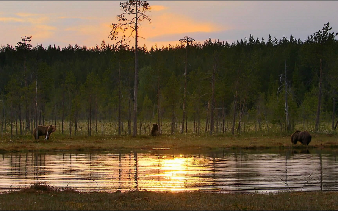 животные, медведи, лес