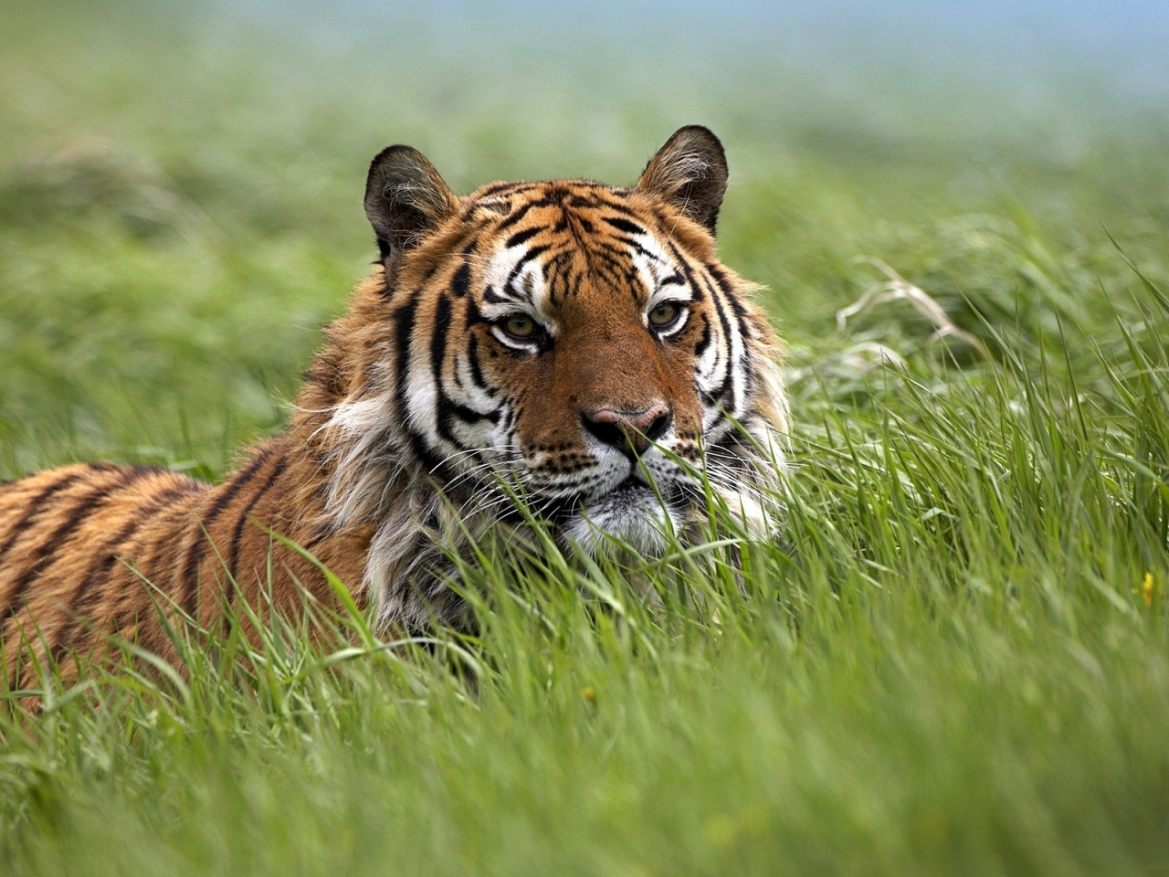 bengal, tiger, grass, wild, bigcat