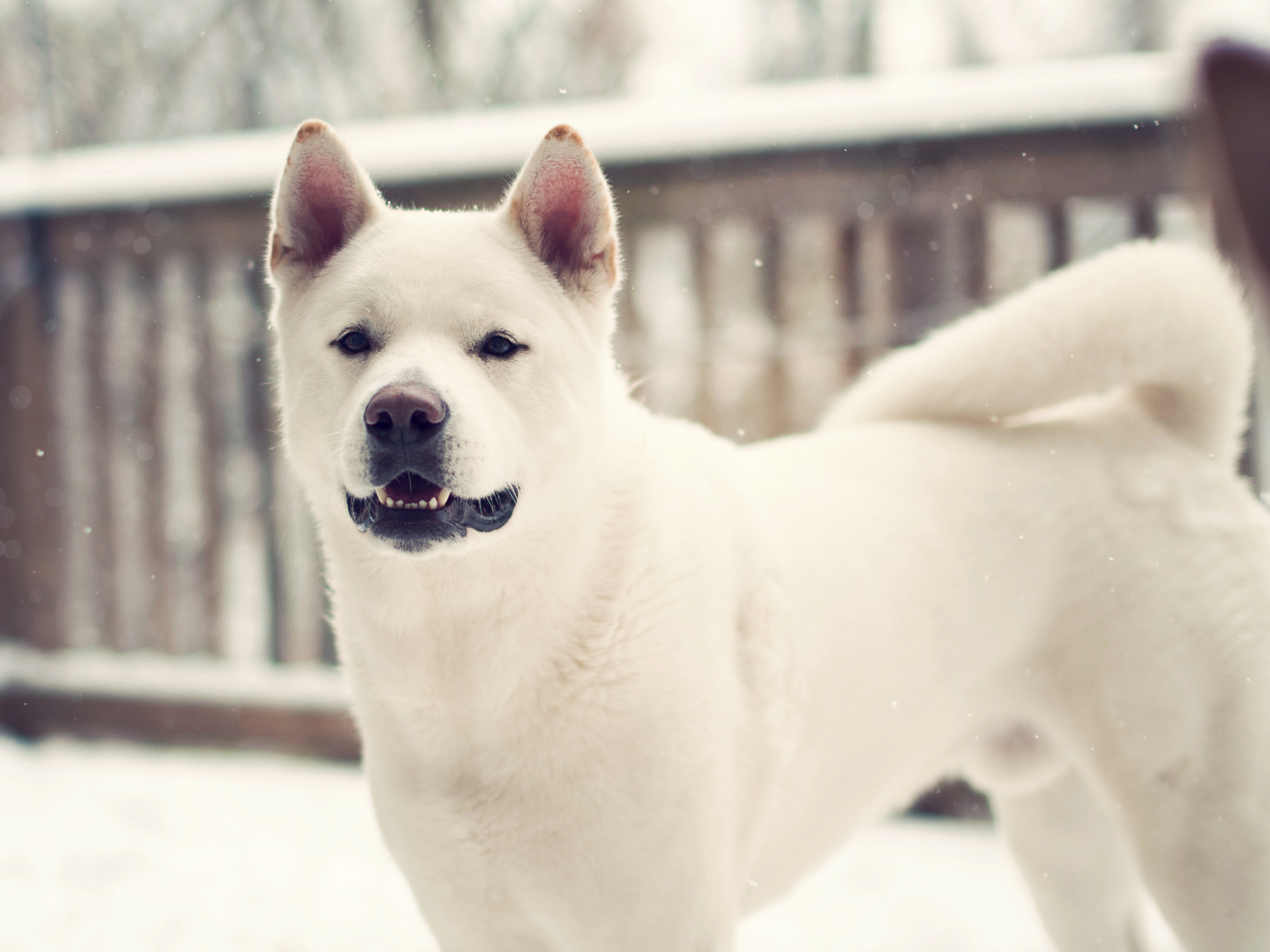 лайка, dog, собака, зима