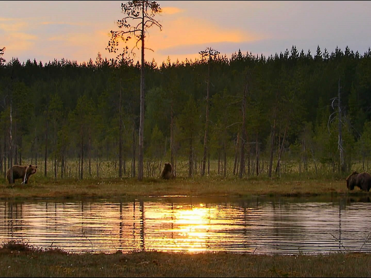 животные, медведи, лес