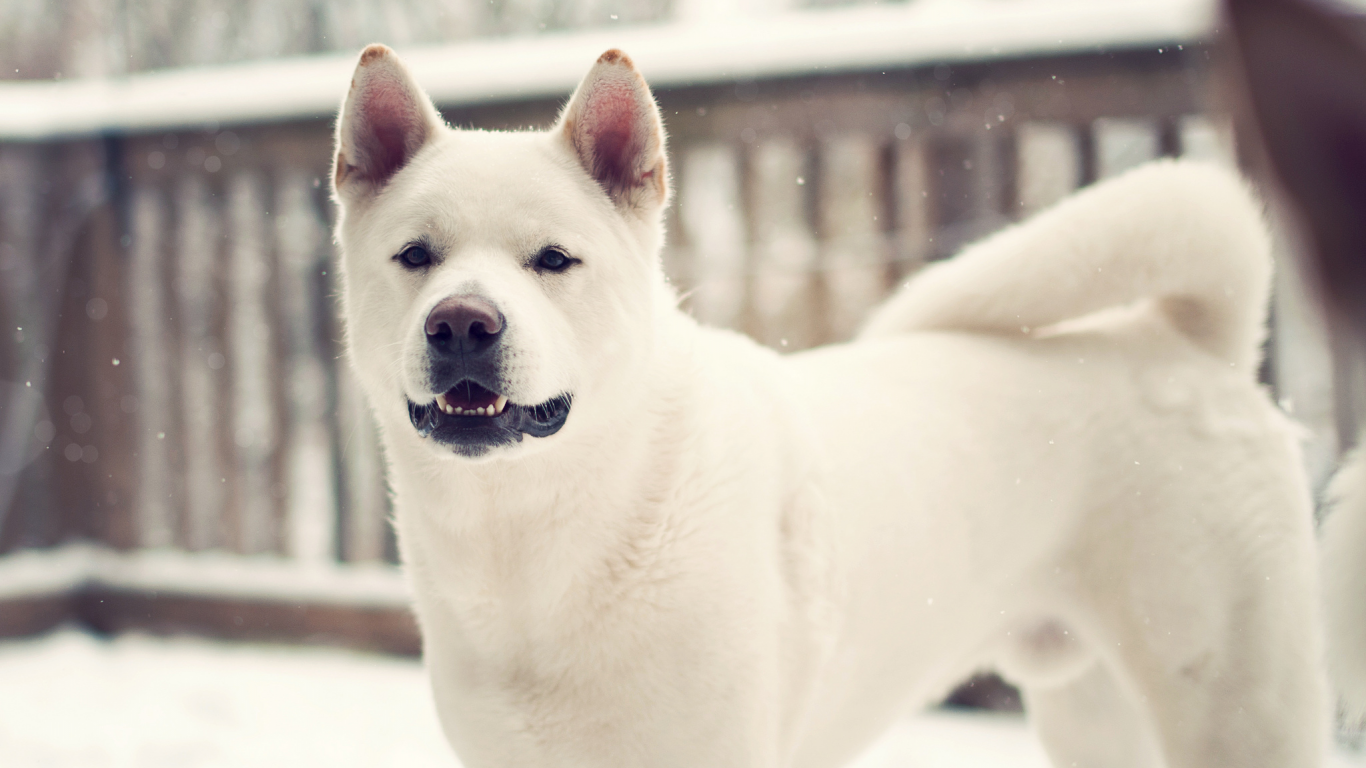 лайка, dog, собака, зима