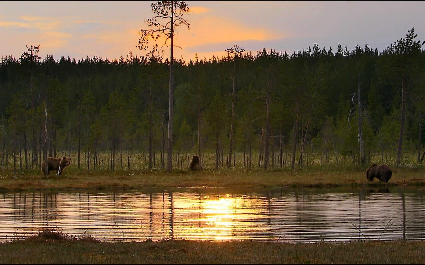 животные, медведи, лес