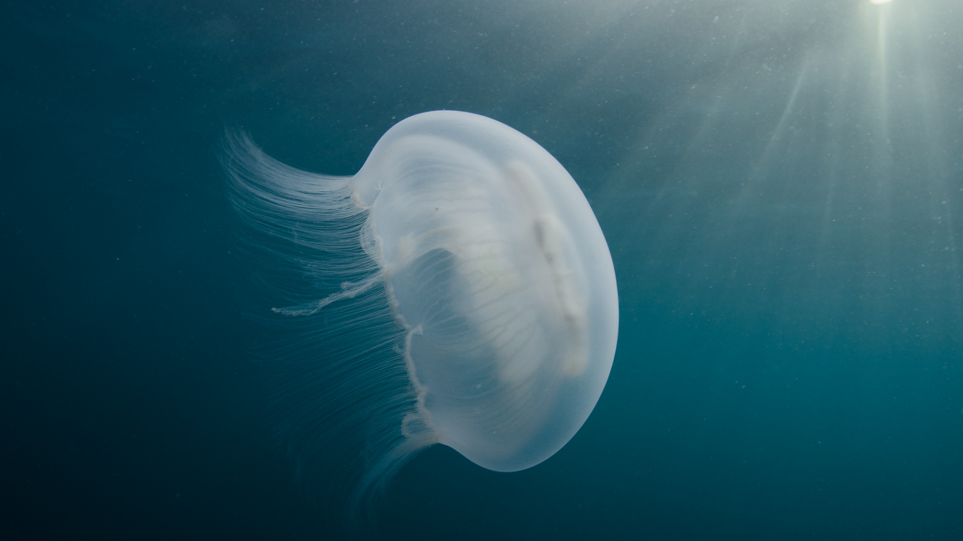 медуза, аурелия, вода, свет, лучи, движение