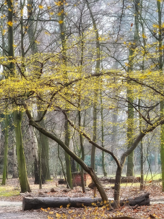 цветет, гамамелис, парк, весна, деревья