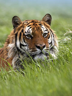 bengal, tiger, grass, wild, bigcat