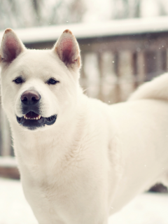 лайка, dog, собака, зима