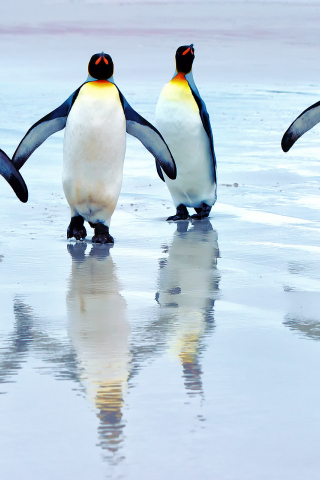 пляж, королевские пингвины, море