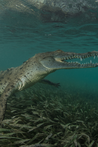 крокодил, под водой, пасть, зубы, лапы, дно