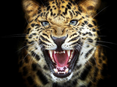 тигр, зубы