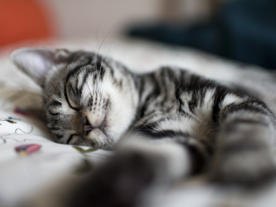 полосатый, сон, отдых, кошка, котенок, дремота, серый