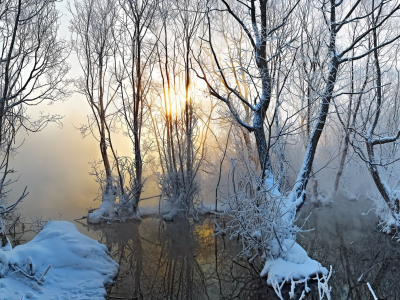 природа, зима, деревья, туман, снег