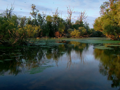 природа, вода, ручей