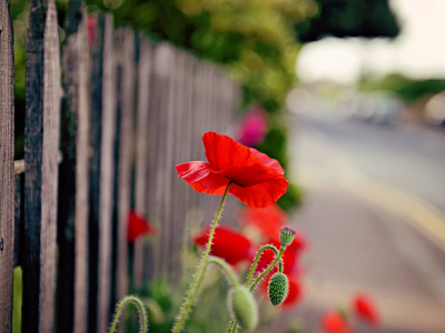 ограда, забор, красный, цветочек, мак, цветок, цветы