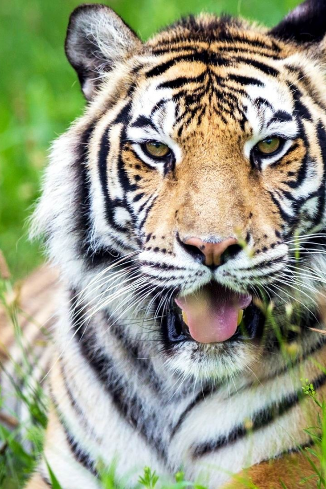 тигр, хищник, глаза