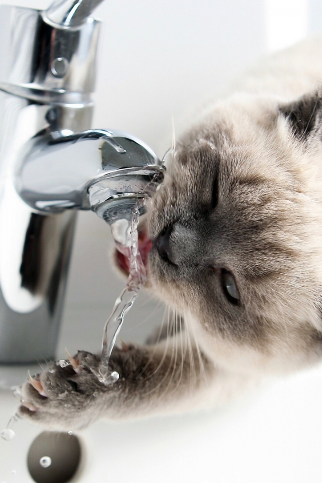 кот, кран, вода