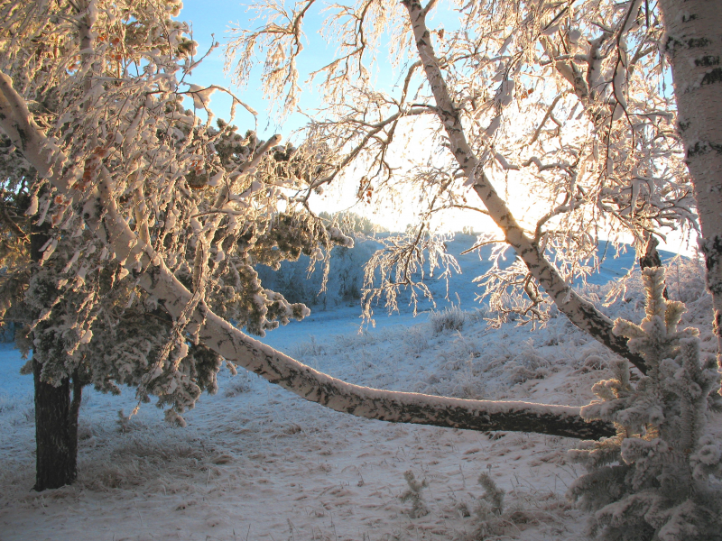 зима, лес, природа, казахстан, брещук, мороз, утро, лучик, снег, береза, холод