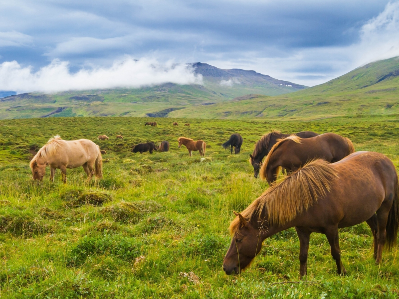 исландские лошади, горы, исландия, луг