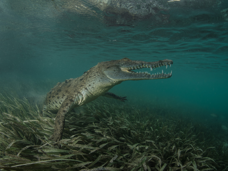 крокодил, под водой, пасть, зубы, лапы, дно