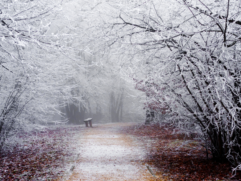 иней, снег, зима, ветки, дорога, деревья, природа