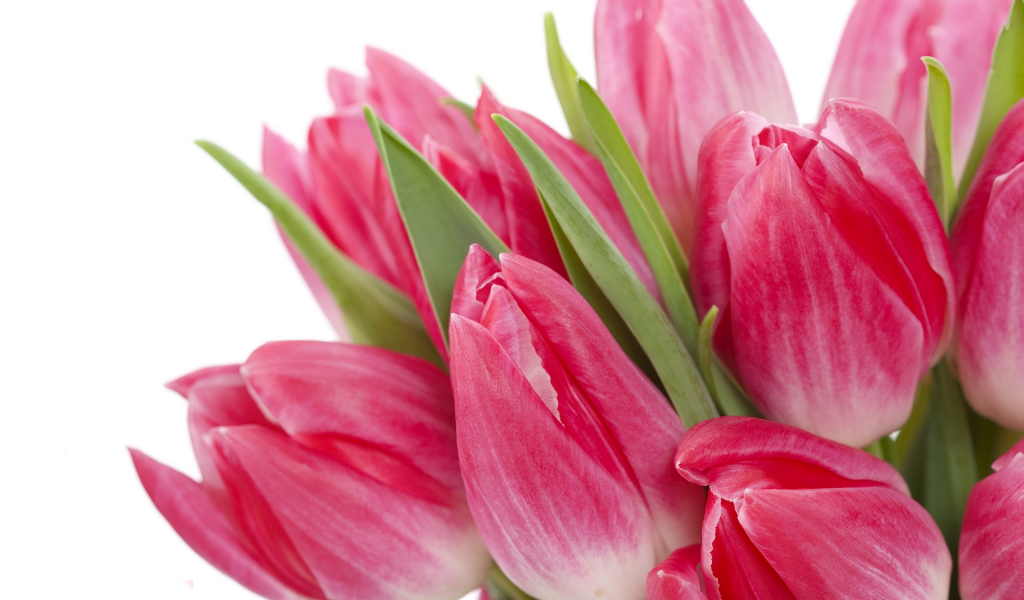 beauty, цветы, bright, bouquet, tulips, flowers, яркие, pink, тюльпаны