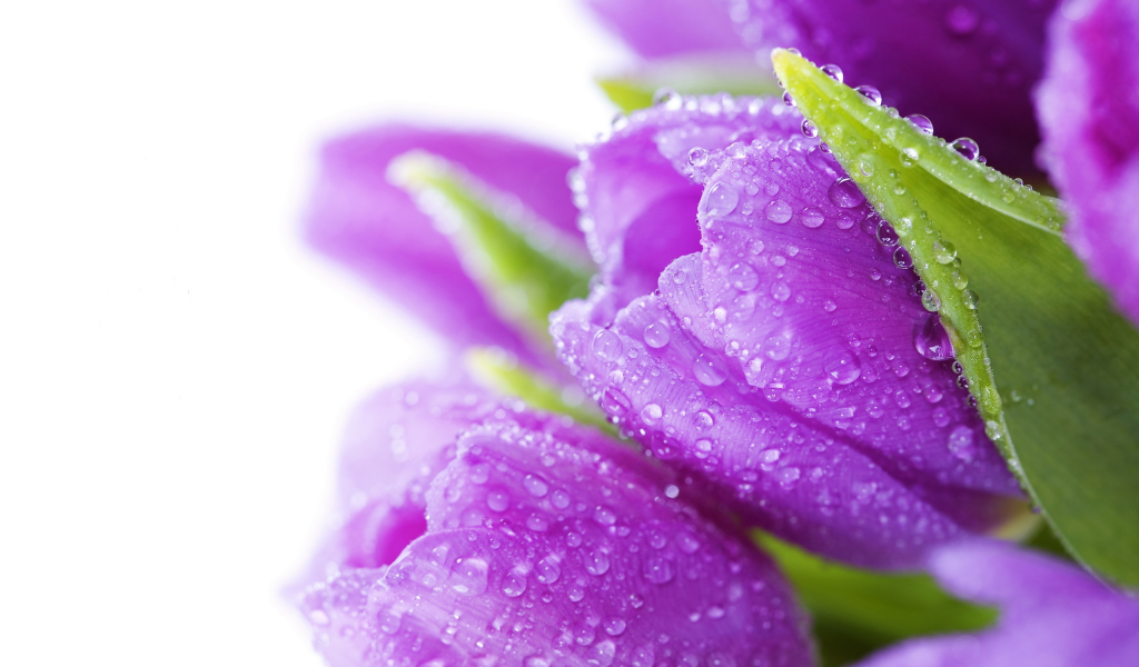 bright, bouquet, drops, beauty, violet, цветы, water, тюльпаны, flowers, tulips
