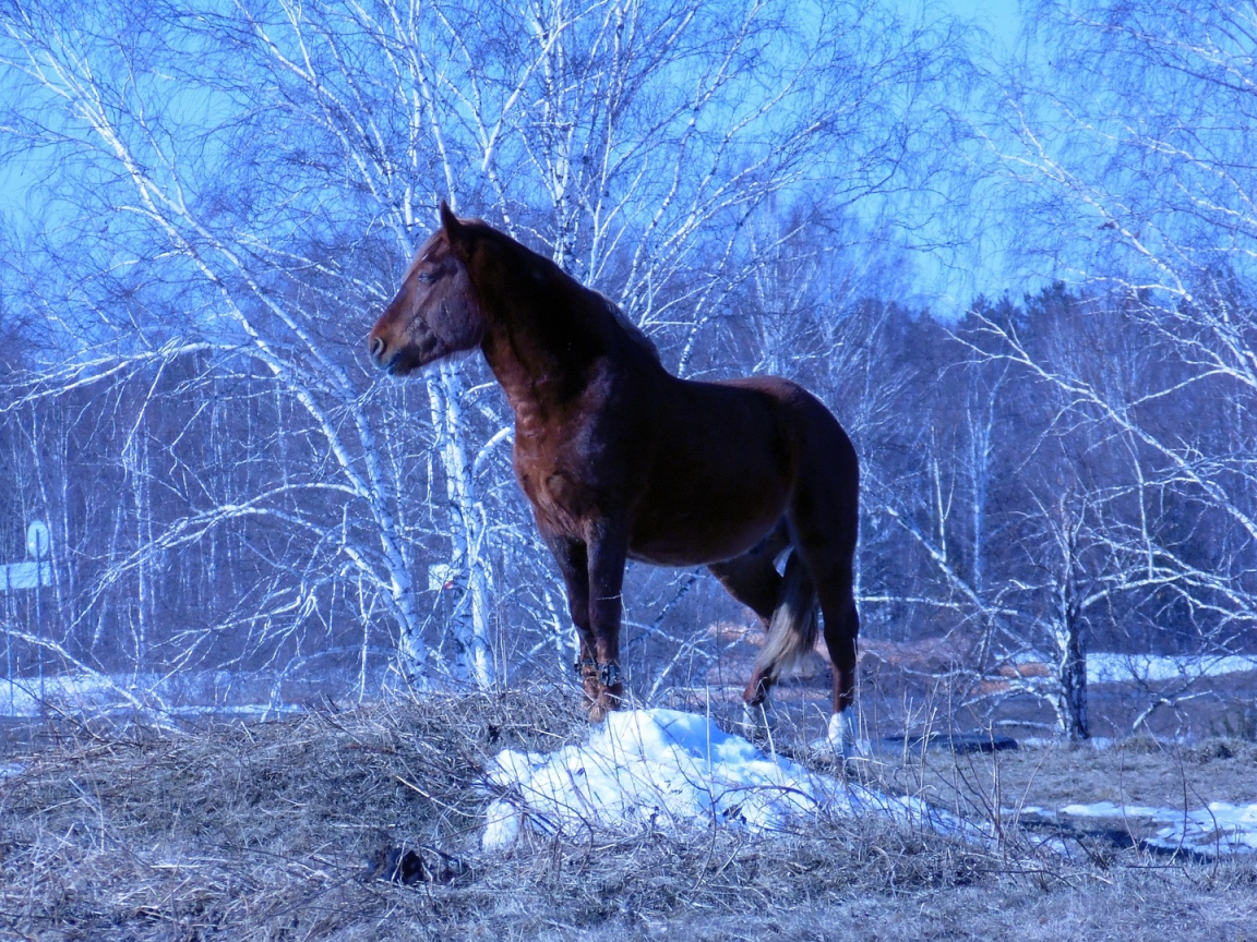 Конь, стоит, красиво