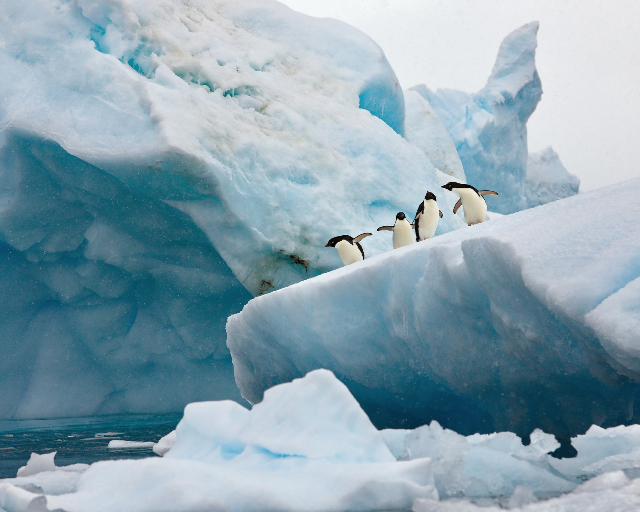 антарктика, лидина, айсберг, пингвины