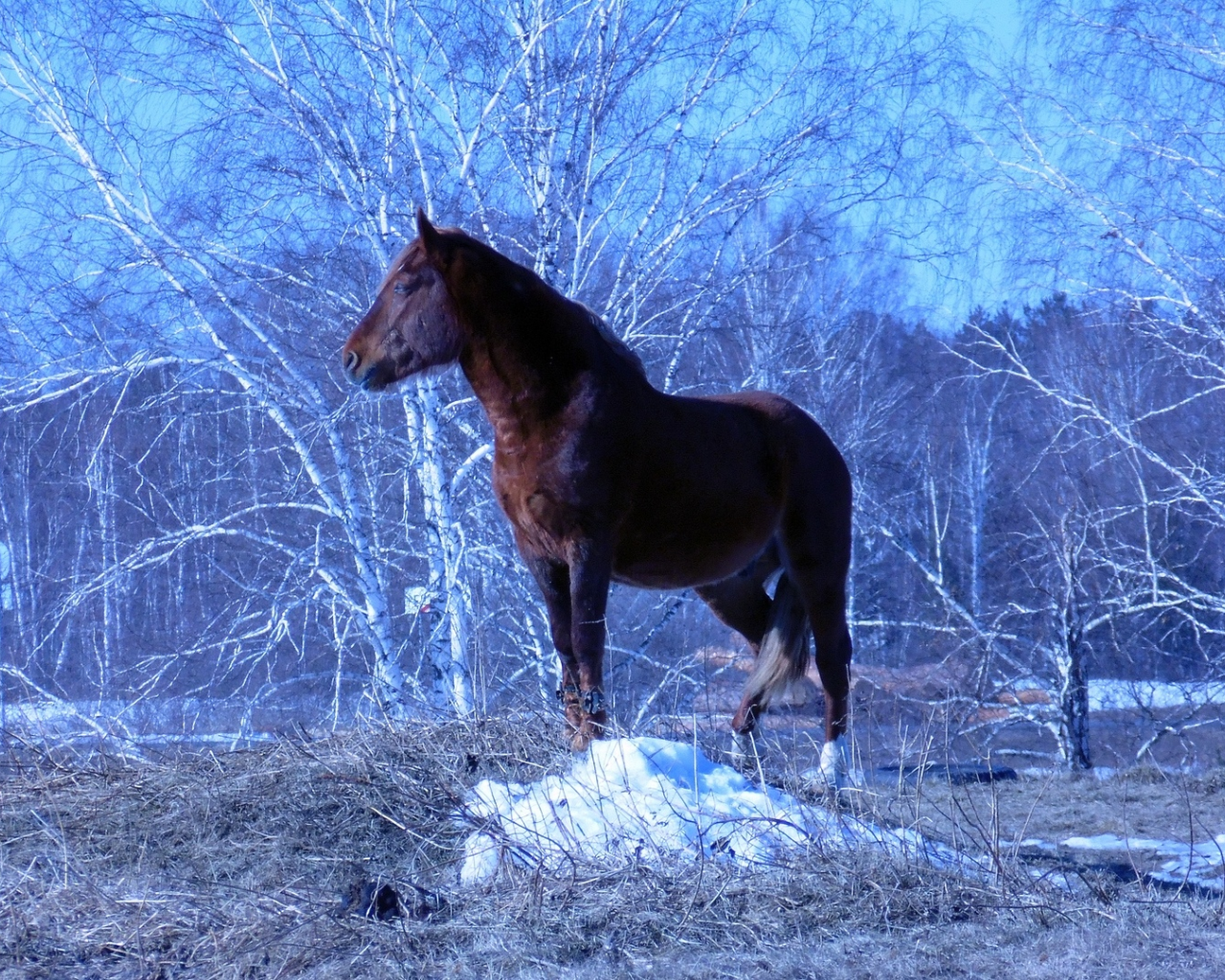 Конь, стоит, красиво